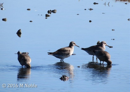 knot (Calidris canutus) M Noble